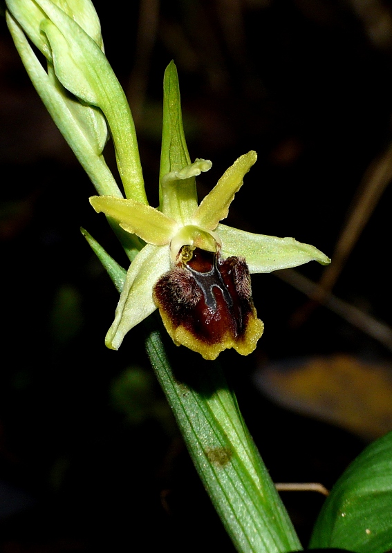 Ophrys aranifera precoce anche nel Lazio